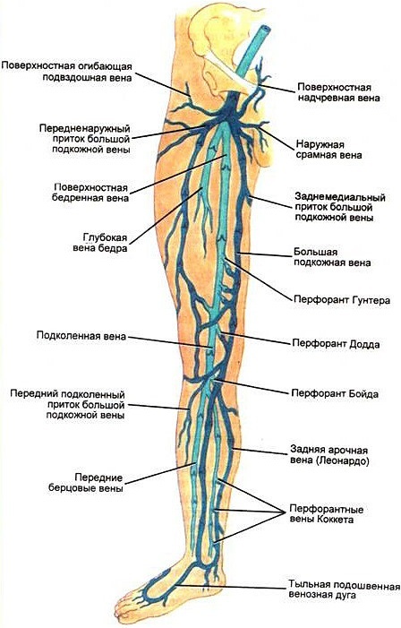 Вены На Ногах Форум