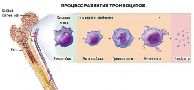 The relative width of the distribution of platelets by volume is increased