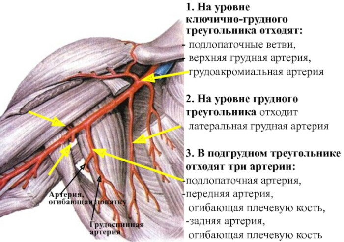 Üst ekstremite arterleri. Anatomi kısaca diyagram, tablo, topografi, ultrason