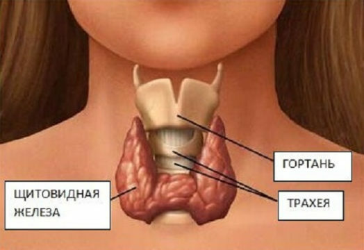 Cum glanda tiroidă: Simptomele bolilor