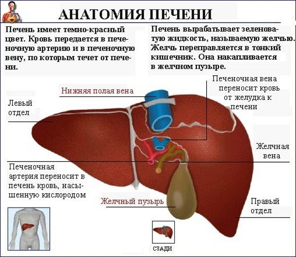 Mänskliga mag -tarmkanalen (GIT). Anatomi, struktur, sjukdomar, symptom, behandling
