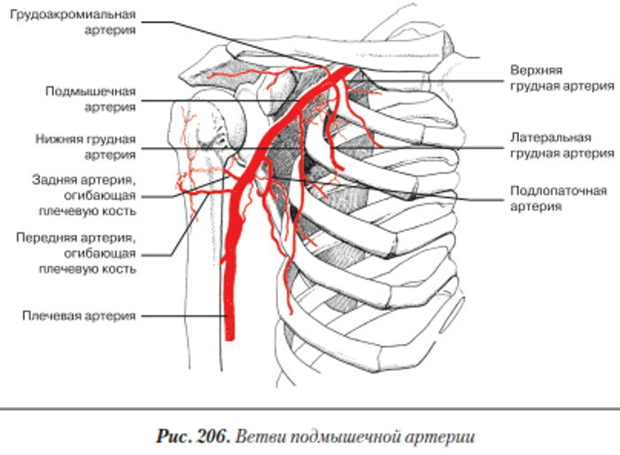 Arterier i overekstremiteten. Anatomi, diagram, tabell, topografi