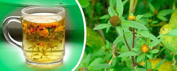 Tea from the string removes allergy symptoms and improves skin condition