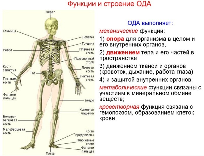 Sistemul musculo-scheletic uman. Funcțiile sistemului