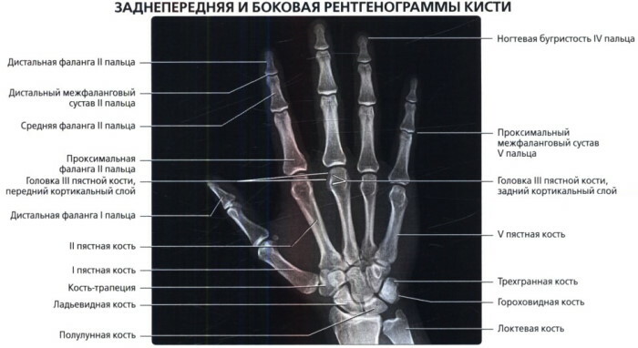 Menneskelig håndanatomi: sener og leddbånd, muskler, nerver