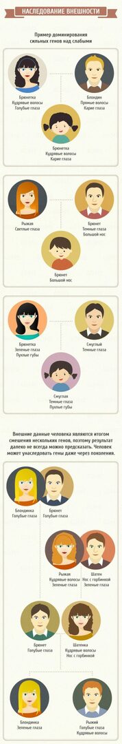How genes are inherited. Genetics from parent to child