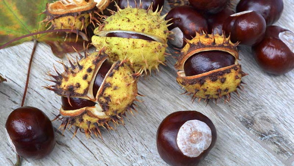 Chestnut fruits. Medicinal properties and application