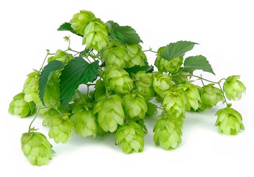 Tincture of hop cones helps to cope with mastitis