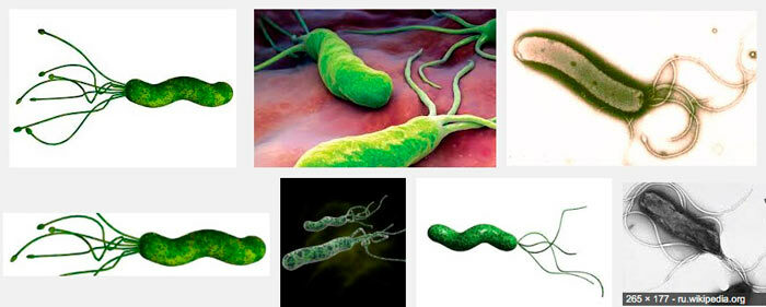 Helicobacter bakteri