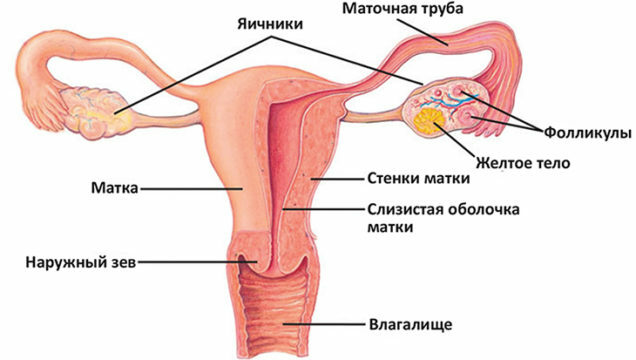 Pain in the ovaries after menstruation