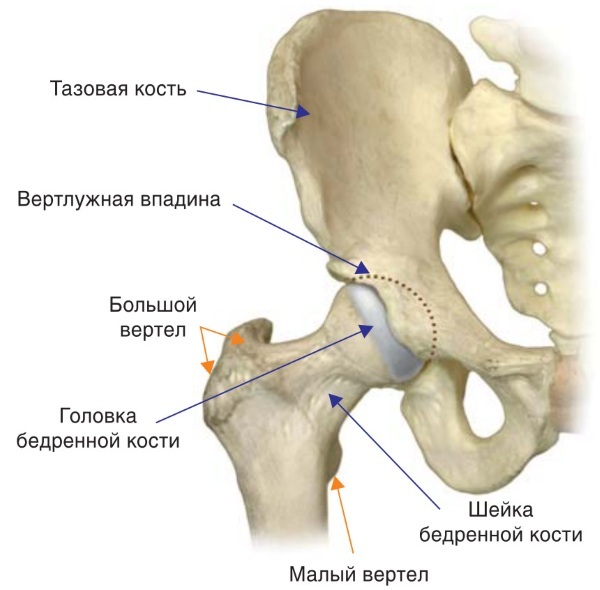 cuello del fémur. ¿Dónde está la persona, los síntomas de la fractura, fracturas, necrosis, dislocación, tratamiento, cirugía, rehabilitación