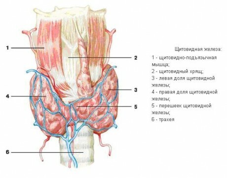 The structure of the thyroid gland