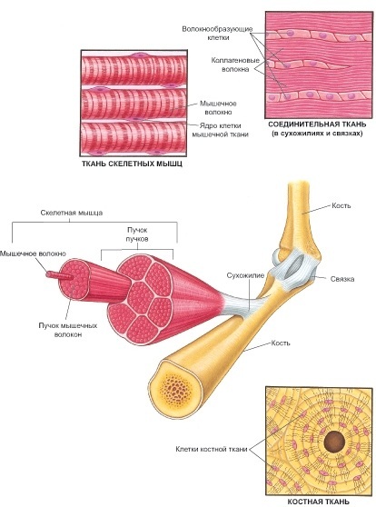Det menneskelige muskuloskeletale systemet. Systemfunksjoner