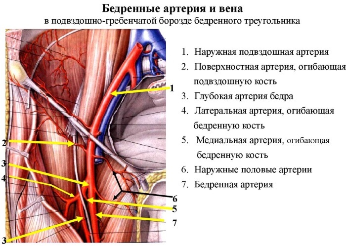 Femoral arterie. Hvor er placeret, anatomi, topografi, hvilken blodtilførsel, symptomer på sygdommen, behandling