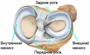 de structuur van de meniscus