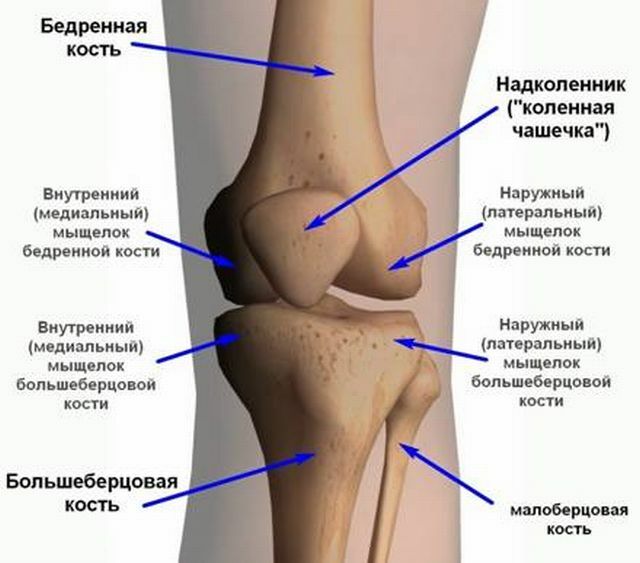 Anatomie van de knie