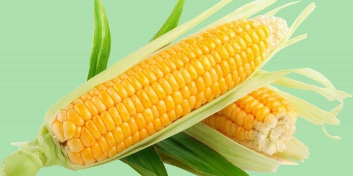 Er det muligt at spise majs i pancreatitis?