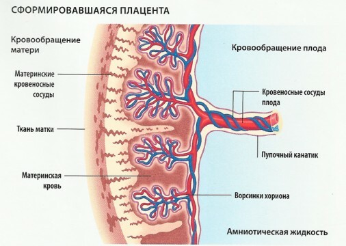 Placentos struktūra