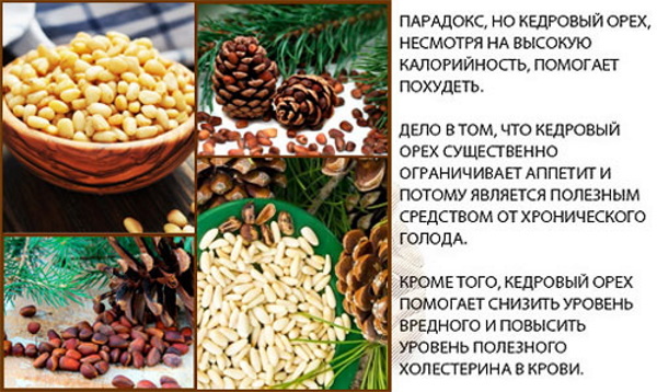 Pine nut shell. Medicinal properties, application