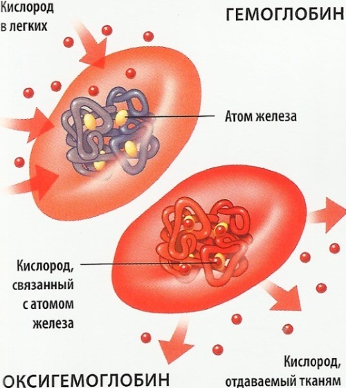 Vaiko hemoglobino norma yra 2-5 metai. lentelę