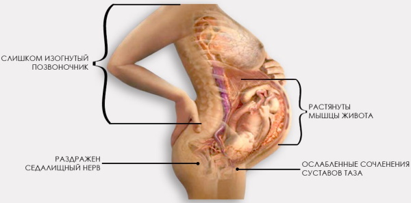 Kuyruk kemiği 1-2-3 trimesterde hamilelik sırasında ağrıyor. Ne yapılması gerektiğinin nedenleri