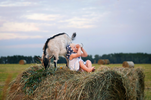 Welche Babys sollten mit Ziegenmilchnahrung gefüttert werden?