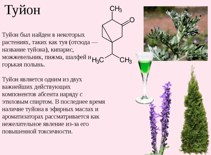 Thuja in homeopathy. Indications for use, reviews