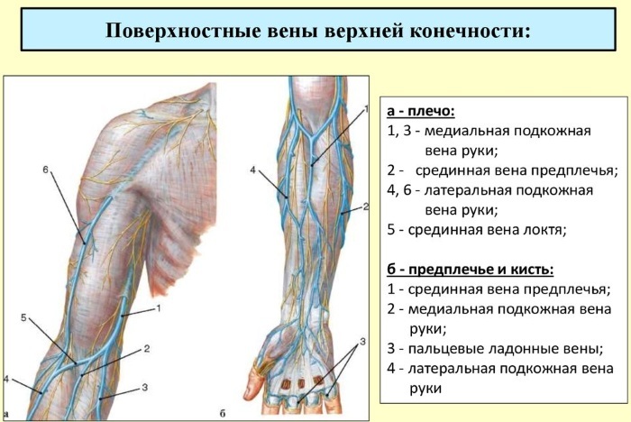 Superficial veins of the upper / lower extremities. Front view, diagram, anatomy, location, as they are called, the place of confluence