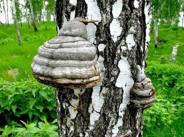 Chaga de cogumelos