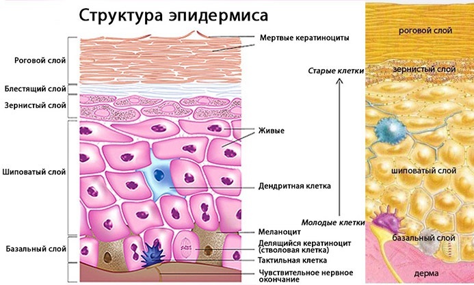 Leather and its derivatives. Histology, anatomy