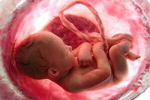 Fetus în uter
