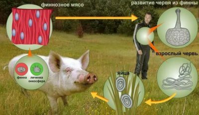 Ciclul de viață al dezvoltării lanțului de carne de porc