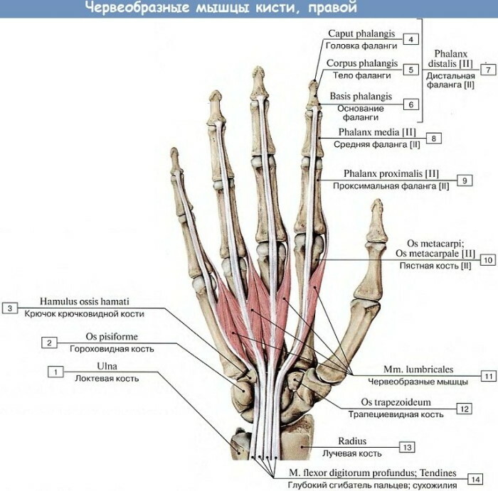 Anatomia ludzkiej ręki: ścięgna i więzadła, mięśnie, nerwy