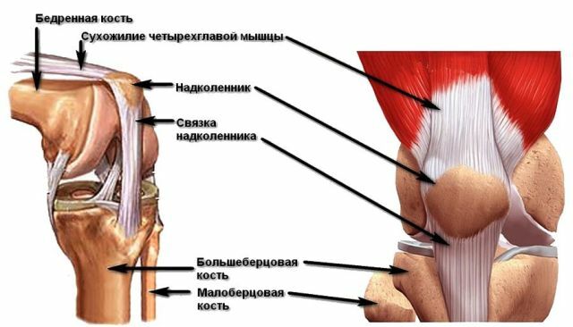 patella anatomie