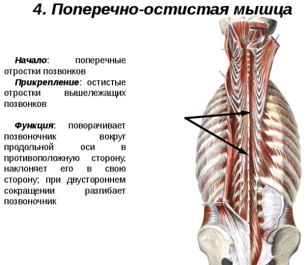 Sırtın enine spinöz kası. Anatomi, fonksiyonlar, innervasyon, masaj