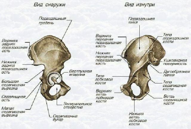 A kismedencei régió anatómiája