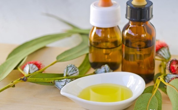 Eucalyptus. Medicinal properties and contraindications. How to cook the leaves, essential oil, herb