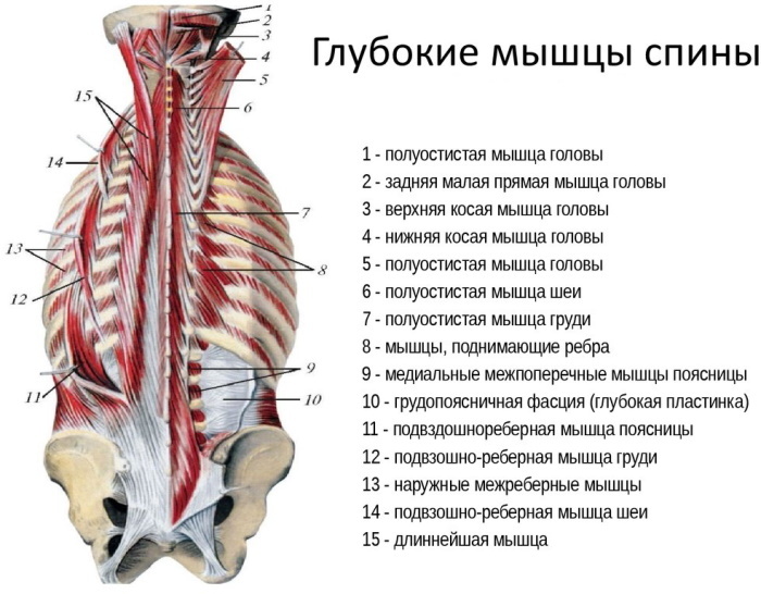 The transverse spinous muscle of the back. Anatomy, functions, innervation, massage