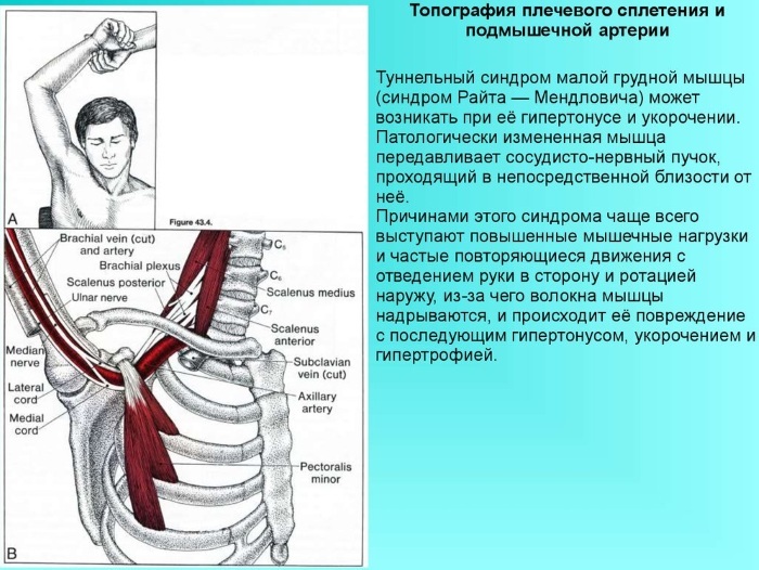 Pectoralis minor muscle. Anatomy, function, exercise, syndrome