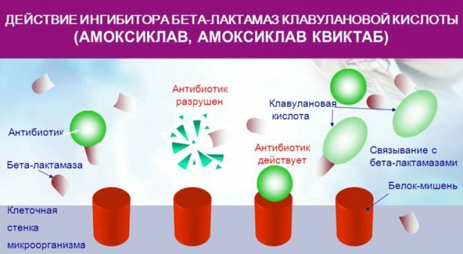 Amoxiclav (Amoksiklav) during pregnancy 1-2-3 trimester. Instructions for use, effect on the fetus