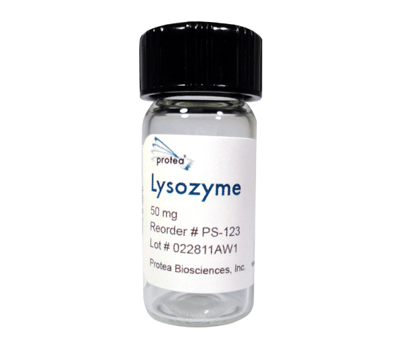 Lysozyme restores intestinal microflora