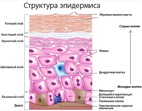 Manto de piel hidrolipídica. Qué es, ph, función, composición, tipos de nuf y tipos de hidratación de la cabeza, manos, cuerpo