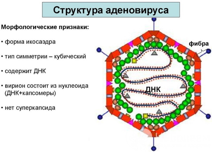 Adenovirus negli adulti. Sintomi, trattamento con e senza febbre