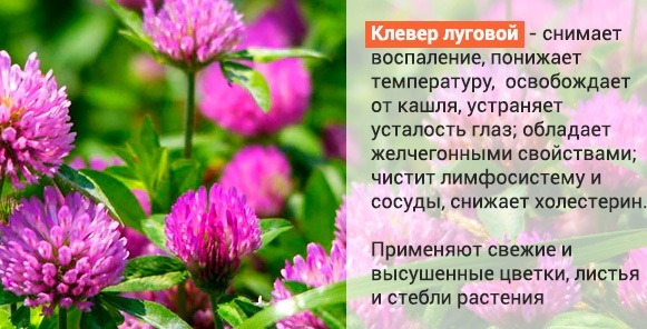 Traditional means of pressure. Treatment method Shishonina as lower homeopathy, without drugs