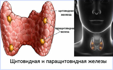 Hyperparathyroidism primary and secondary: symptoms and treatment |Med. Consultant - Health On-Line