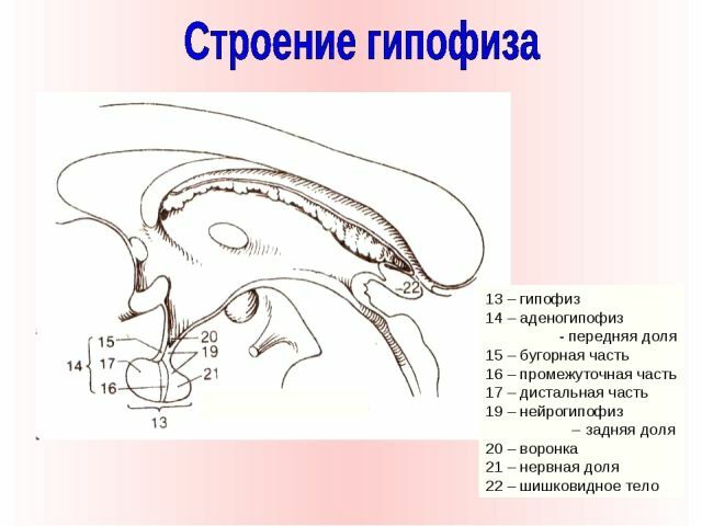 Structure de la glande pituitaire
