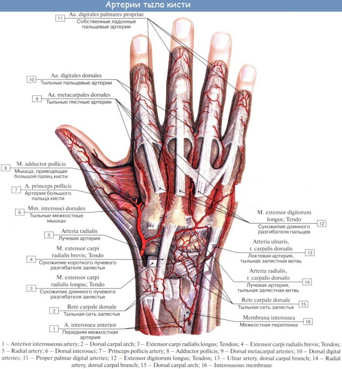 Anatomija človeške roke: kite in vezi, mišice, živci