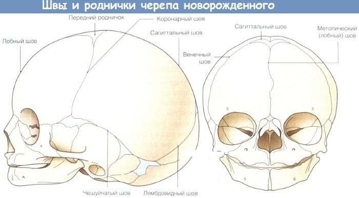 Suturer af kraniet hos en nyfødt. Fontanellernes størrelse er normal, anatomi, når den er vokset