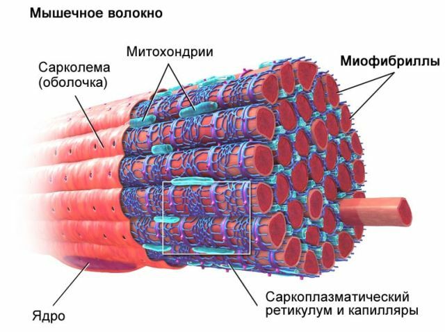 mišićna vlakna