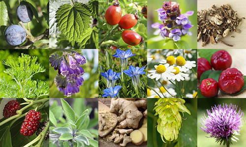 Herbs useful for men's health